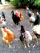 Lauren Koslow's chickens (Kate, Days of our Lives)